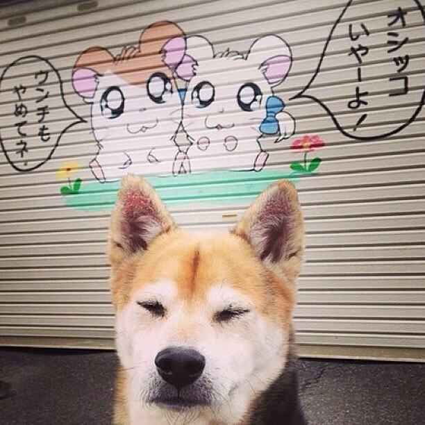 澳大利亚队如何通过团体赛制打破传统单打困境，澳大利亚队12强赛大名单