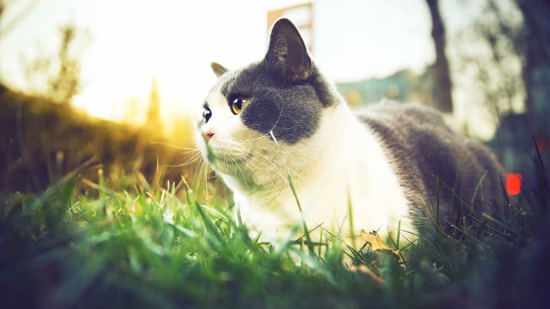 职业选手操作细节拆解成为教学素材宝库,职业选手的操作设置