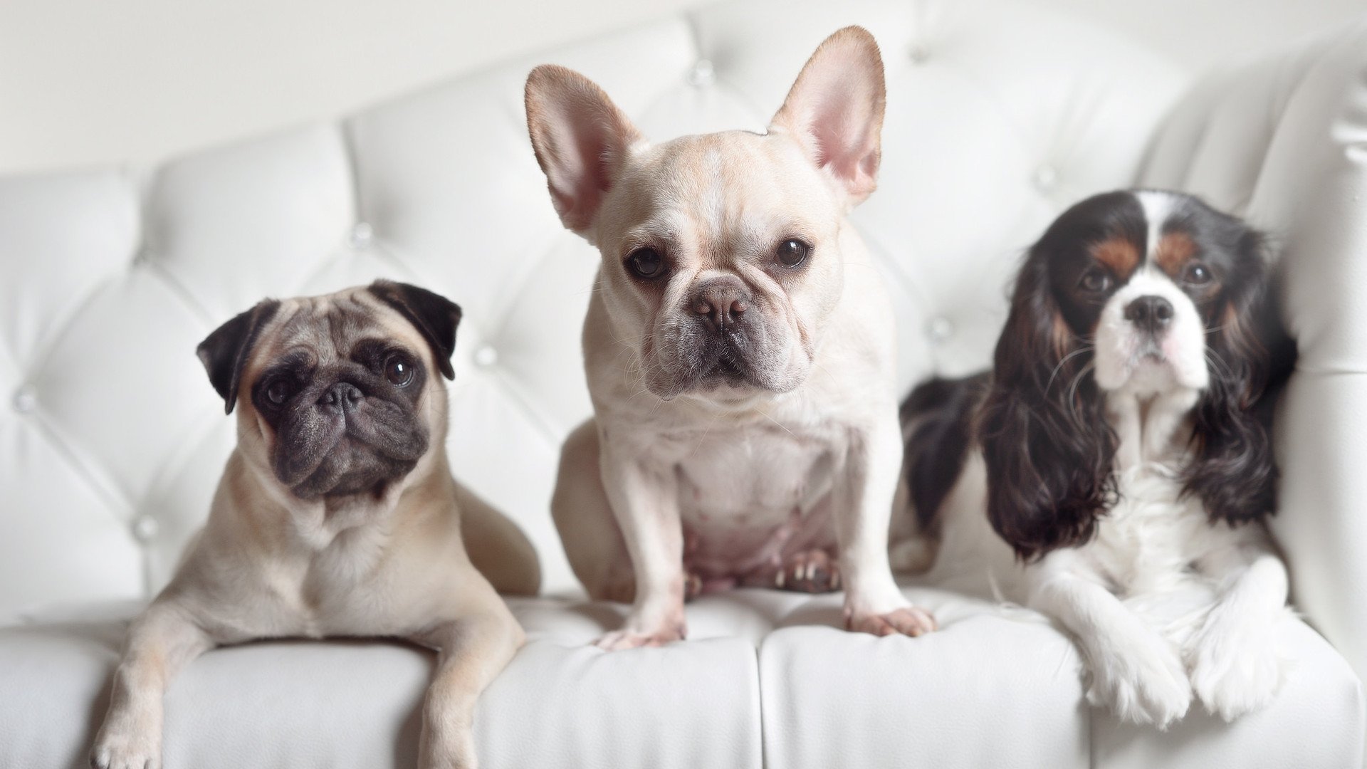 亚美尼亚女篮在欧洲赛场上表现不俗,争取佳绩,亚美尼亚 女