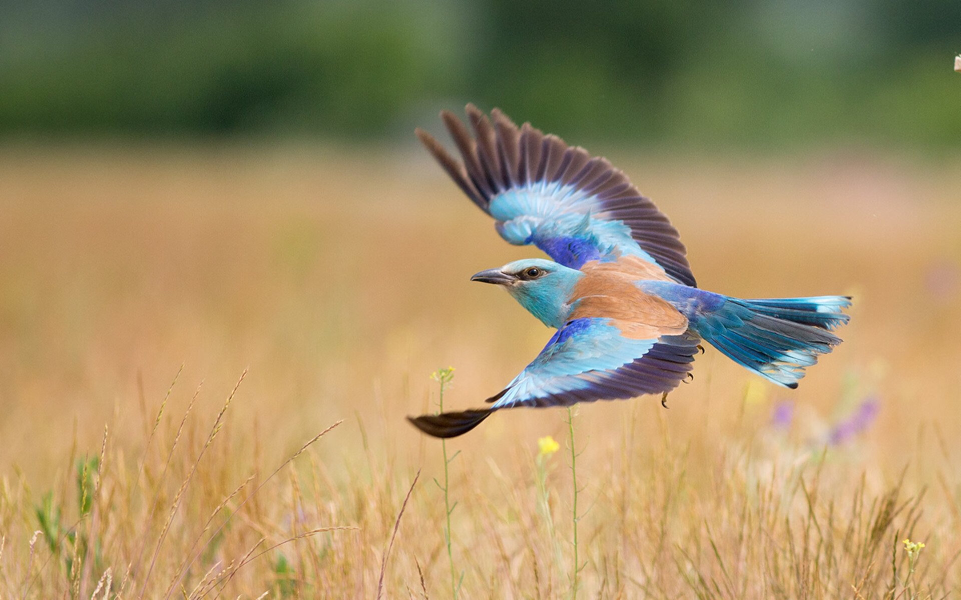德甲联赛中场创造力提升途径,德甲新球场