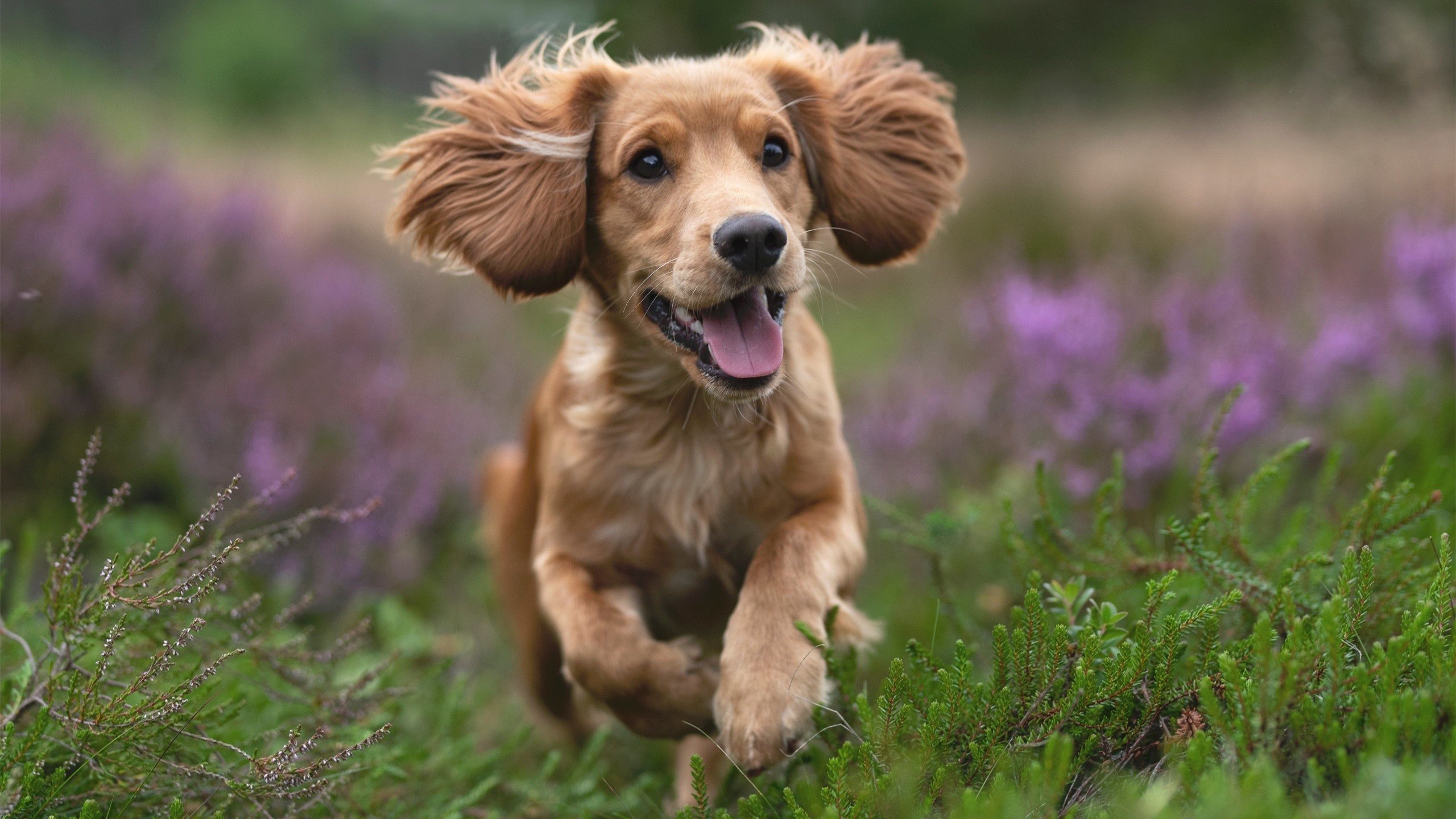 波斯尼亚女篮在欧洲锦标赛中表现出色，冲击奖牌