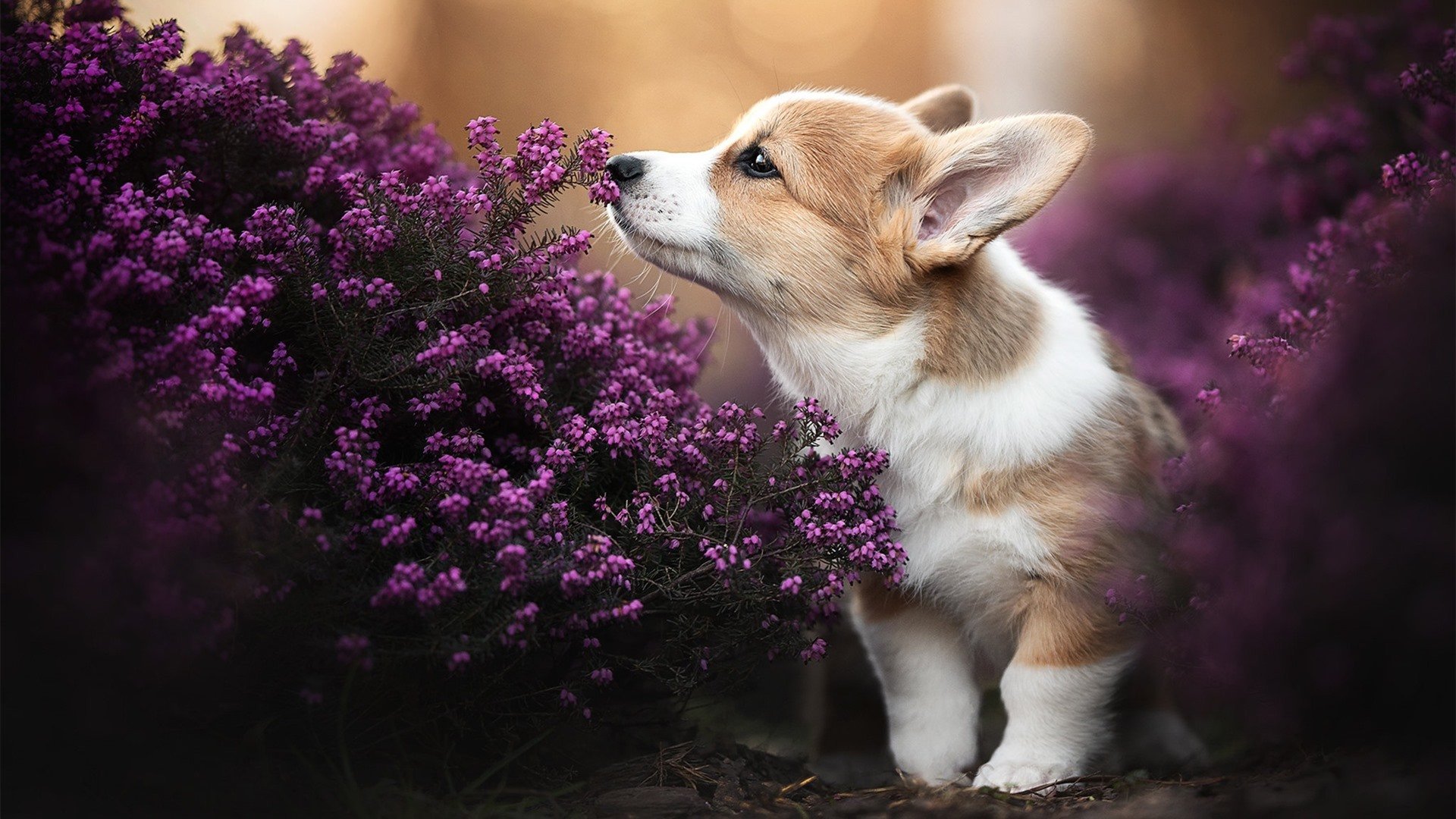 mk体育平台登录入口-男子篮球职业赛场关注球员心理状态建立干预体系，篮球运动员的心理选材