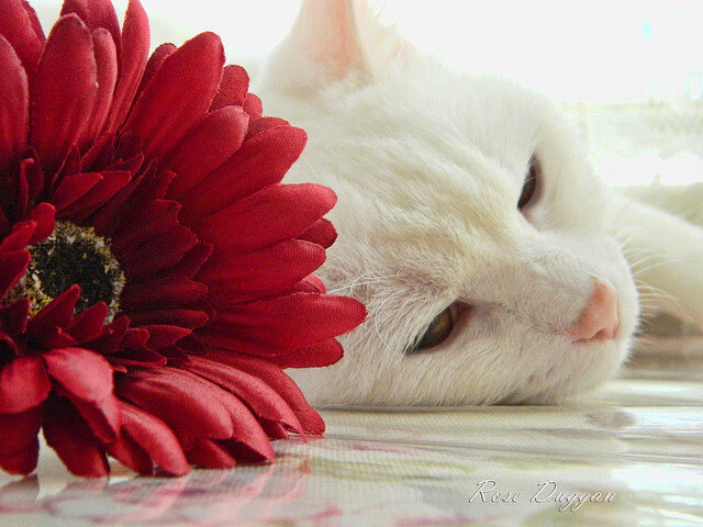 mk体育下载-ATFX：8 月核心 PCE 料维持 2.9%，美元指数空头难改，美国pce指数公布时间